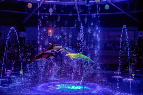 イルカの水中ナイトフィーバー！