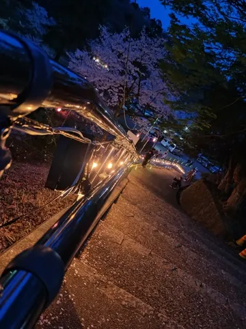 夜桜と灯りの幻想的な小道