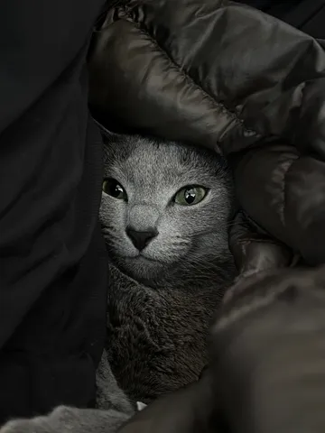 隠れてるけど目が合うニャ