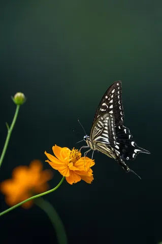 橙の花に舞う黒白の蝶