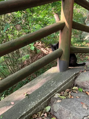 木陰で待つ黒猫の視線