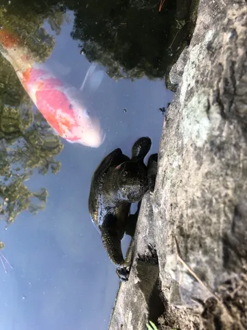 鯉と亀、水辺の遭遇