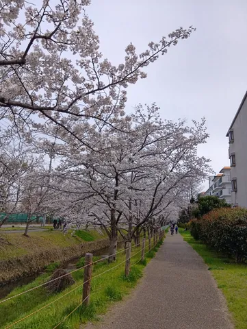 春の小径を包む桜