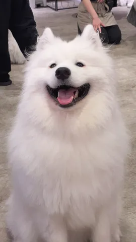 白い毛並みの笑顔