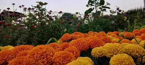 オレンジと紫、花畑のハーモニー