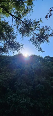 葉っぱ越しのまぶしいご挨拶
