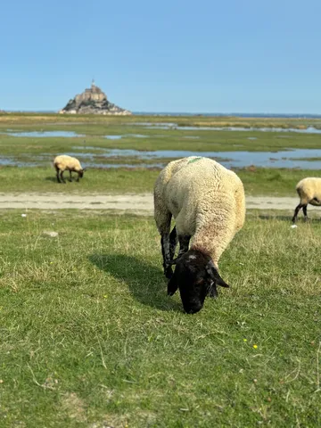 羊さんのランチ、絶景添え