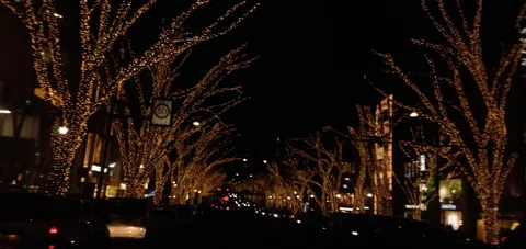 木々、全身で光をまとう夜