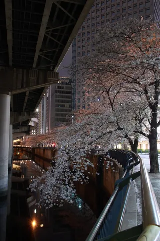 夜の桜と水辺の静寂