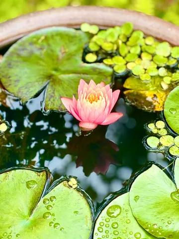 水面の宝石、蓮の花