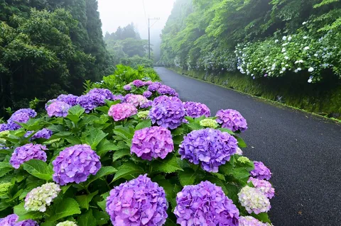 紫陽花の道、霧の向こうへ