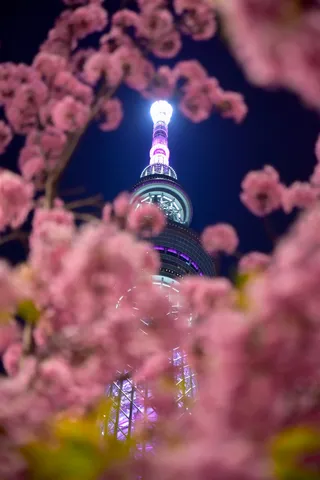夜桜に包まれる光の塔