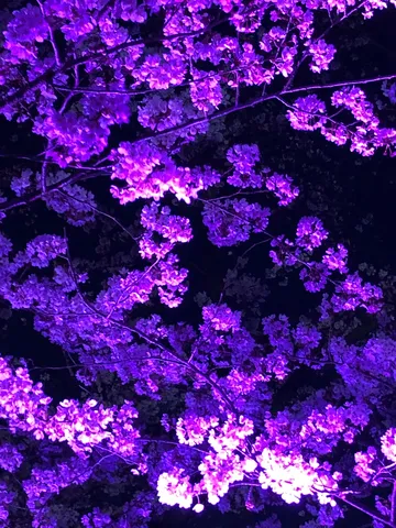魔法にかかった夜桜