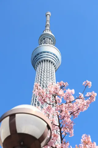 桜も塔も上へ上へ
