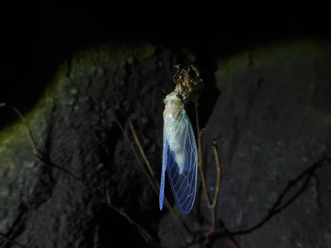 羽化の瞬間、神秘の輝き