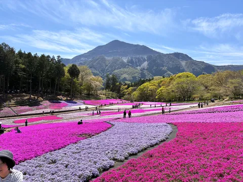 鮮やかな芝桜のパノラマ