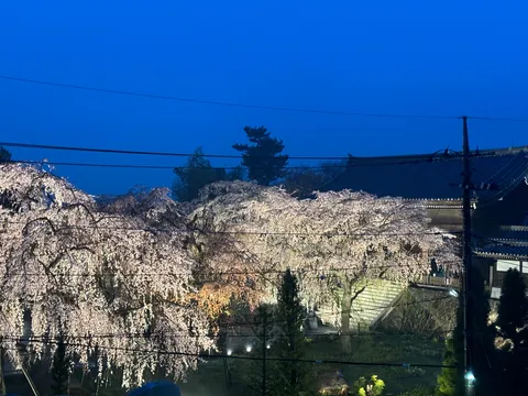夜空に映える桜の灯り