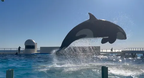 海からの大ジャンプ！