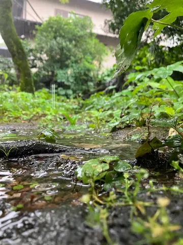 雨粒の軌跡、緑の息吹