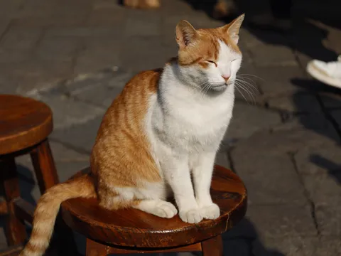 日向ぼっこ猫、うとうとタイム