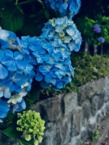青き花の群れと新たな息吹