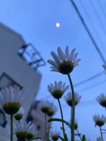 月明かりに咲く、小さな花々