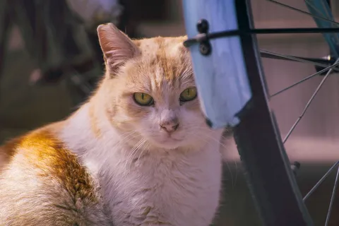 自転車の陰から覗く猫
