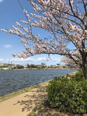 春風と桜吹雪の湖畔散歩
