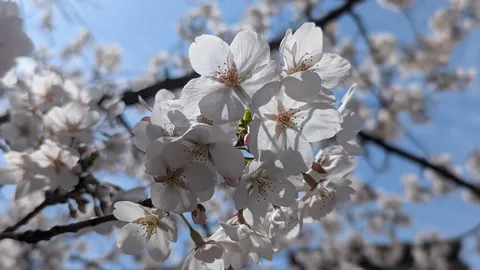 春の光まとう白桜