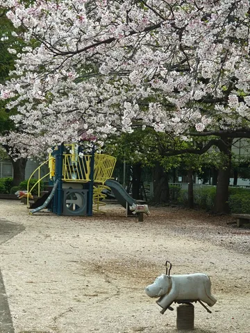 桜が彩る、いつもの公園