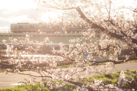 桜と列車、春の光景