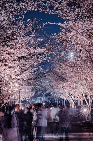 桜の夜にほどける人波