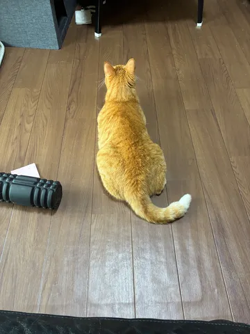 吾輩は猫である、勉強中？