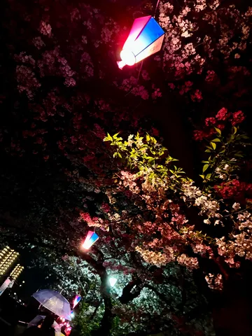 夜桜と灯りの幻想的な夜