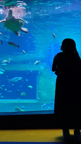 悠久の海、静かなる鑑賞者