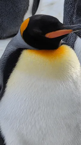 王者の風格、ペンギンの静かな時間
