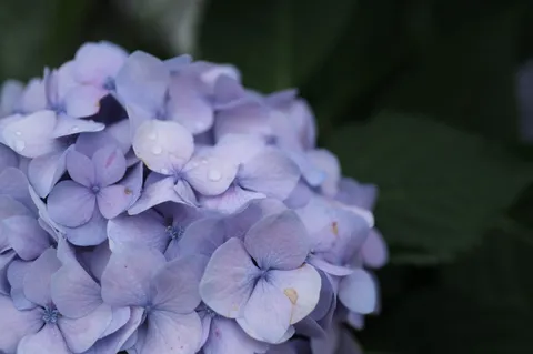 雨粒ときらめく紫陽花