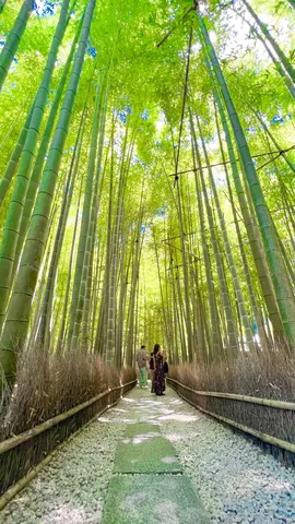 竹林にほどける光の道