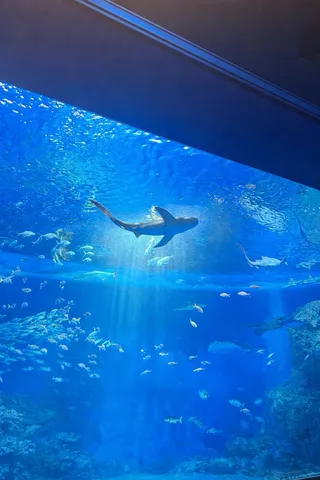 水槽の青い航海と群泳
