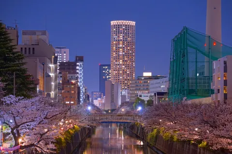 夜桜と都会の対比
