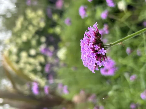 水滴が輝く小さな紫色の花