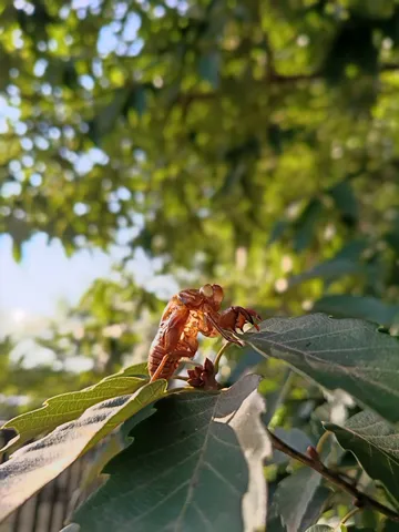 夏の思い出