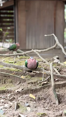 静寂を纏う、癒やしの緑とピンク