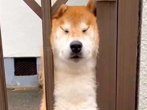まどろむ柴犬、扉の隙間から