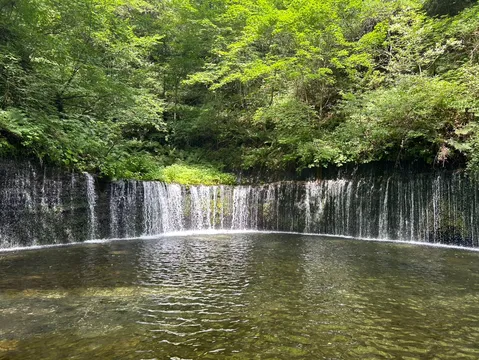 緑に包まれた天然カーテン