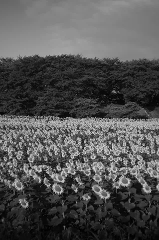 ひまわり畑と緑の壁