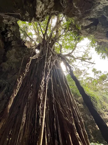 洞窟に絡む命の根
