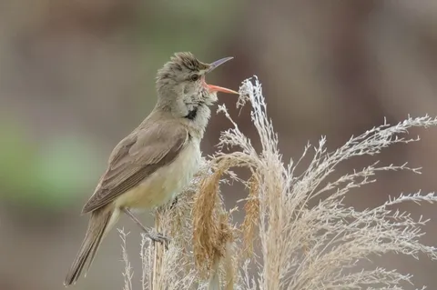 ほととぎすの親鳥、子育て奮闘中