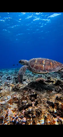 悠久の海を泳ぐウミガメ