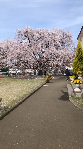 満開の桜と新緑のコントラスト
